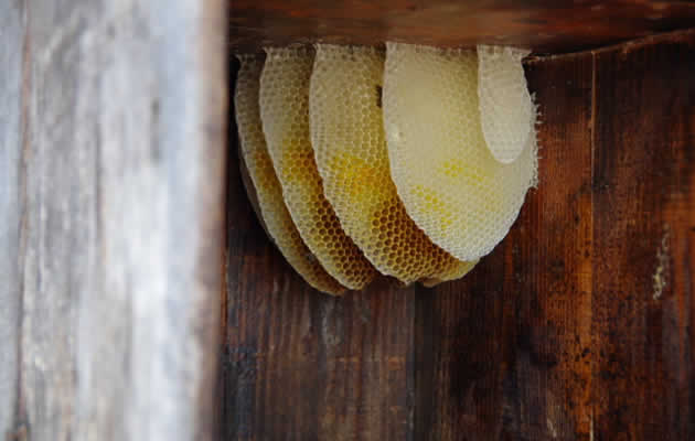 ミツバチの巣[奈良県ミツバチ駆除サービス]